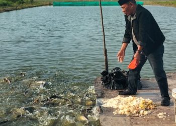 Optimalkan Ketahanan Pangan, Kades Karangsari Bangga Budidaya Ikan Patin BUMDes Siap Panen
