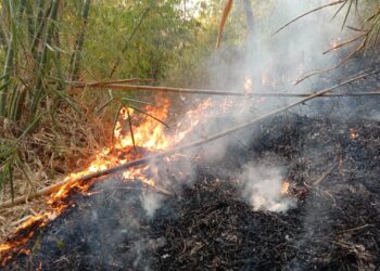 Dua Hektare Kebun Bambu di Cicalengka Terbakar, Petugas Gabungan dan Warga Cepat Padamkan Api